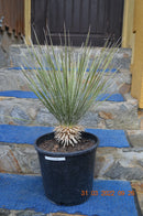 Yucca elata 70-80 cm Höhe (Gesamthöhe inkl. Topf) 27cm ∅ Topf