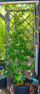 Toskanischer Sternjasmin 180-200 cm (Gesamthöhe inkl. Topf) 40 Lt. Topf / Nur Abholung