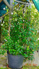 Toskanischer Sternjasmin 160-180 cm (Gesamthöhe inkl. Topf) sehr buschig / 50 Lt. Topf  / Nur Abholung
