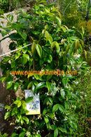 Toskanischer Sternjasmin - gelber Sternjasmin 80-100 cm  (Gesamthöhe inkl. Topf) 5-7 Lt. Topf