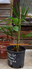 Trachycarpus fortunei "Plovdiv" 50-70 cm