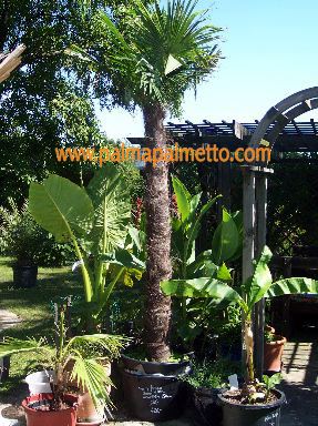 Trachycarpus fortunei " Belgien" 50-70 cm