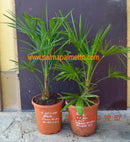 Trachycarpus fortunei x wagnerianus / 80-100 cm