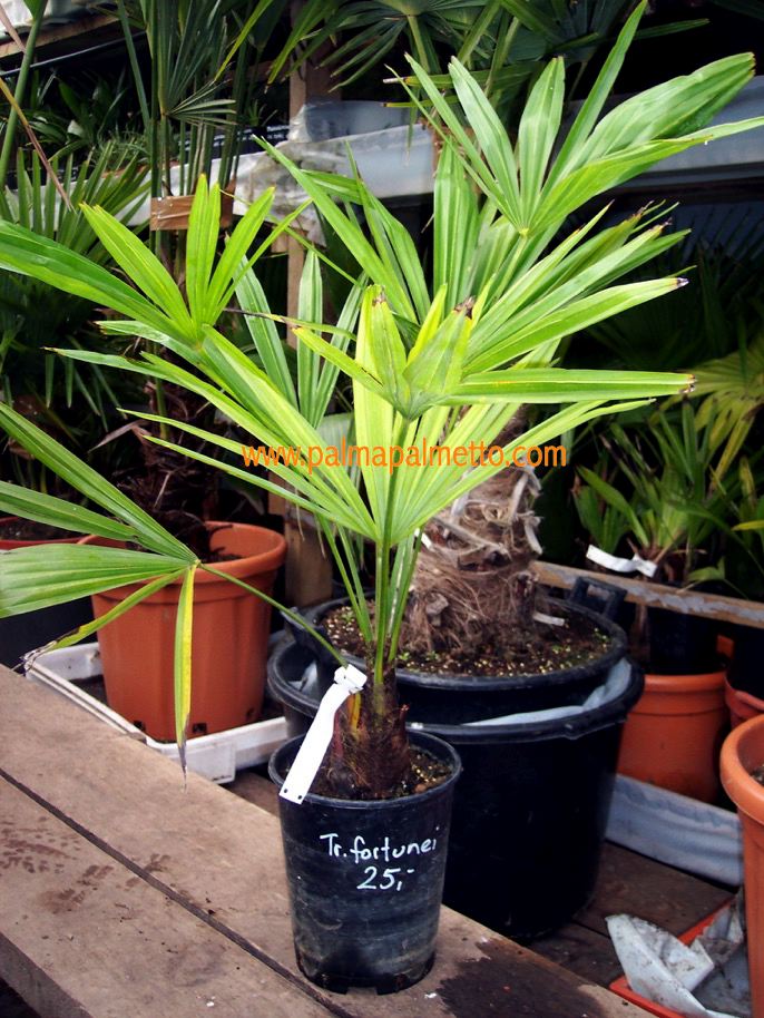 Trachycarpus fortunei / 50-70 cm
