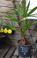 Trachycarpus fortunei "Bulgaria" 50-70 cm