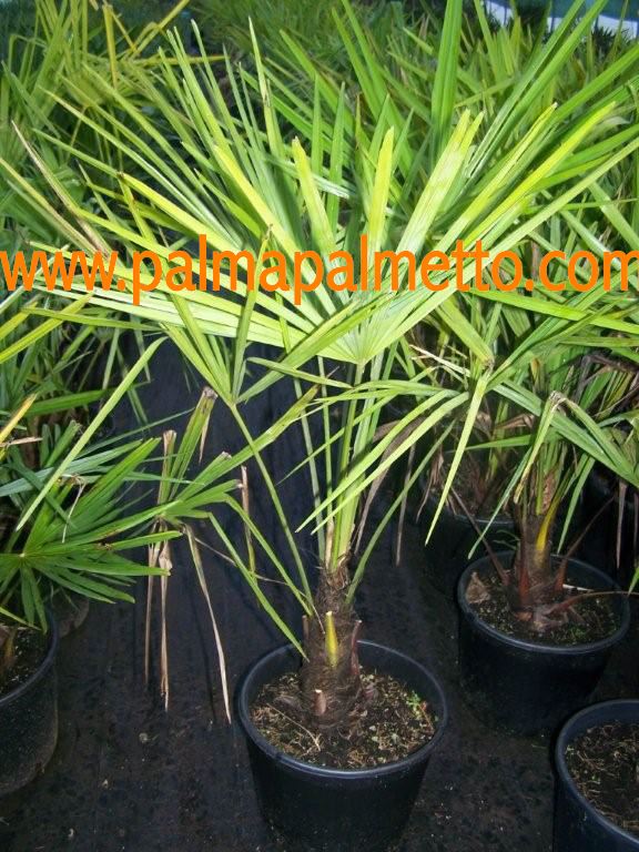 Trachycarpus fortunei / 50-70 cm