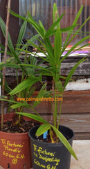 Trachycarpus fortunei cv Darjeeling 50-70 cm