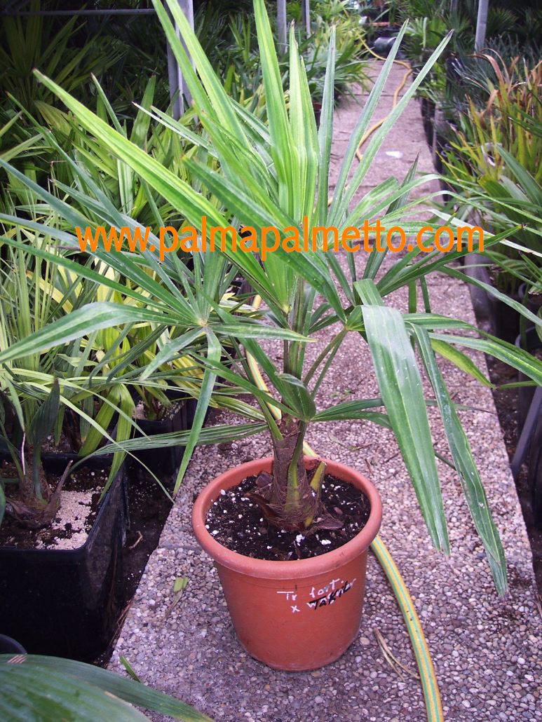 Trachycarpus fortunei x takil / 50-70 cm