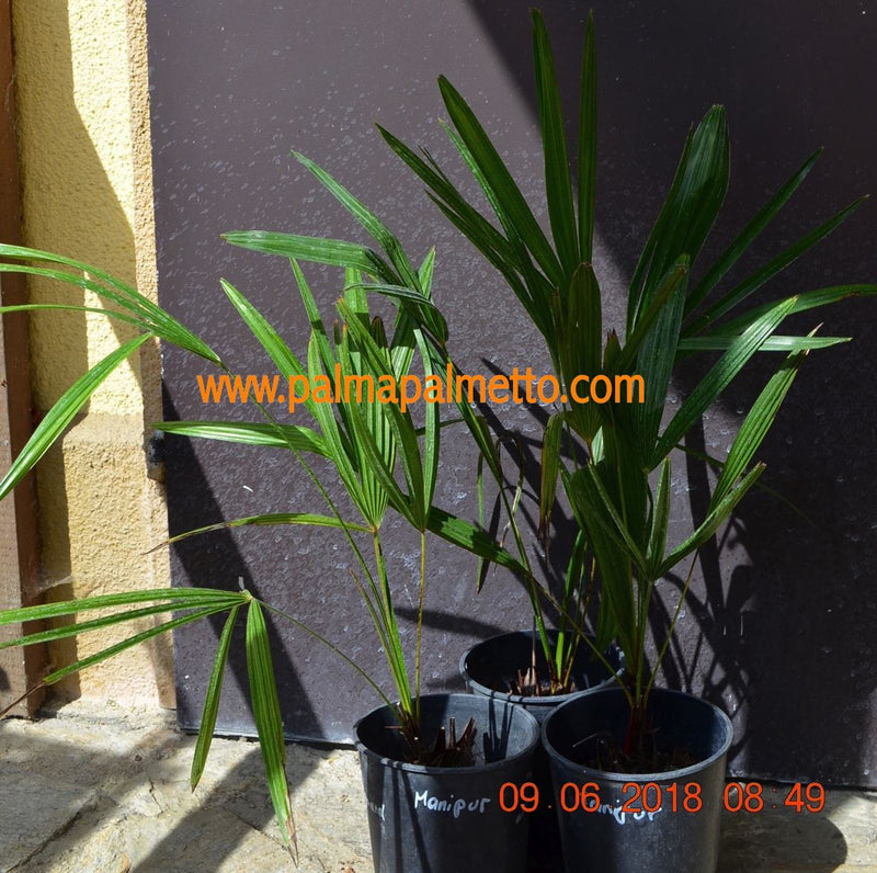 Trachycarpus sp. Manipur / 50-70 cm