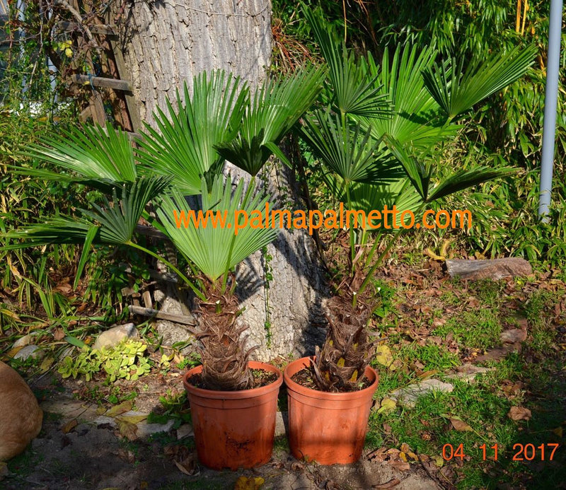 Trachycarpus wagnerianus ca. 130 cm / Topf 30 cm ∅