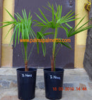 Trachycarpus nova 70-110cm (Gesamthöhe inkl. Topf) 5-7 Lt. Topf,