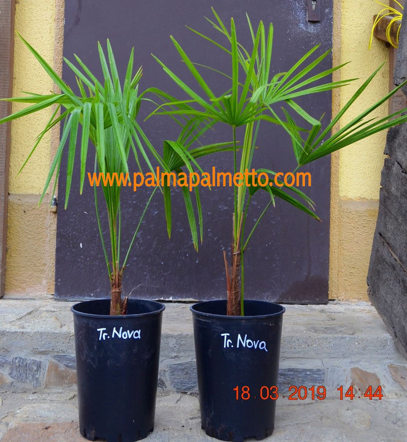 Trachycarpus nova 90-110cm / 5-7 Lt. Topf,