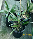 Trachycarpus Nanus  / 30-40 cm (Gesamthöhe inkl. Topf)