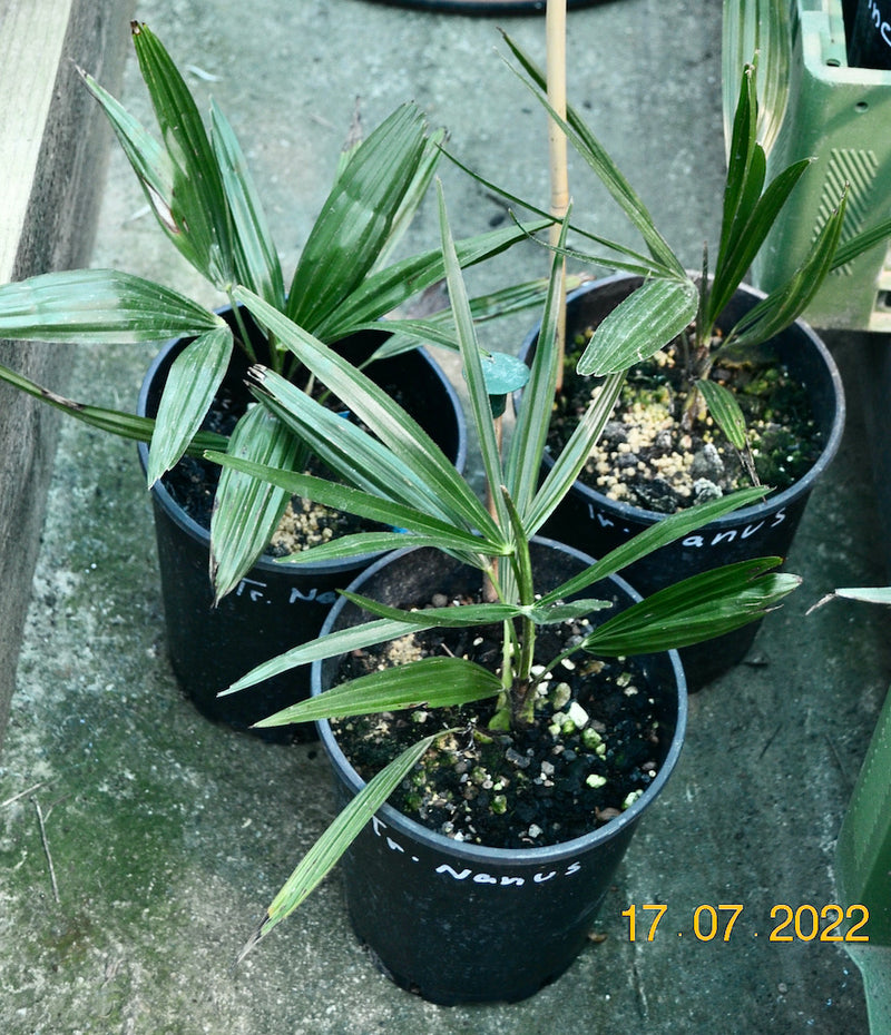 Trachycarpus Nanus  / 30-40 cm