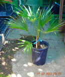 Trachycarpus nova / 70-90 cm (Gesamthöhe inkl. Topf)