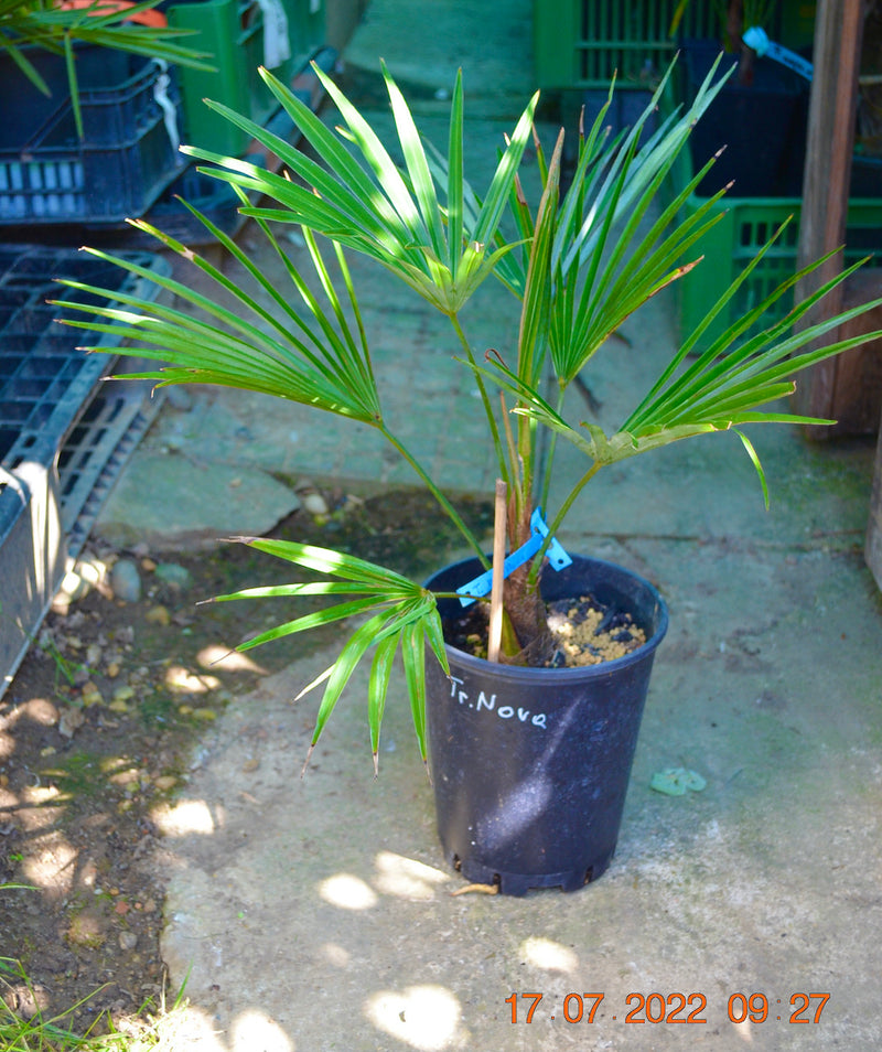 Trachycarpus nova / 70-90 cm