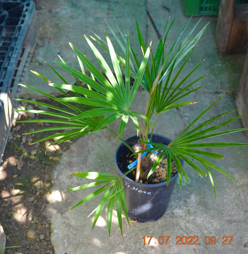 Trachycarpus nova / 50-70 cm