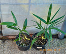 Trachycarpus fortunei var. Tesan / 50-70 cm (Gesamthöhe inkl. Topf) 3-5 li.Topf