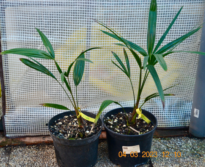 Trachycarpus fortunei var. Tesan / 50-70 cm / 3-5 li.Topf