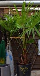 Trachycarpus fortunei x takil -17°C / 160-180 cm (Gesamthöhe inkl. Topf)