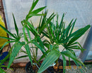 Trachycarpus fortunei "Tessin" / 70-90 cm (Gesamthöhe inkl. Topf)
