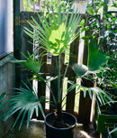 Trachycarpus Princeps Blue Silver (Die Echte ) 120-150 cm (Gesamthöhe inkl. Topf)