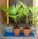 Trachycarpus Princeps Blue Silver (Die Echte) 140-170 cm (Gesamthöhe inkl. Topf) 14-16 Lt. Topf / Stamm ca.15-20cm