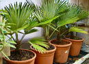 Trachycarpus Princeps Blue Silver (Die Echte) 70-90 cm (Gesamthöhe inkl. Topf) 7-9 Lt. Topf /Stammca.15cm