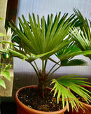 Trachycarpus Princeps Blue Silver (Die Echte) 70-90 cm (Gesamthöhe inkl. Topf) 7-9 Lt. Topf /Stammca.15cm