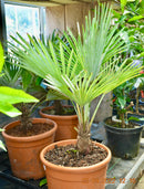 Trachycarpus Princeps Blue Silver (Die Echte) 70-90 cm (Gesamthöhe inkl. Topf) 7-9 Lt. Topf /Stammca.15cm