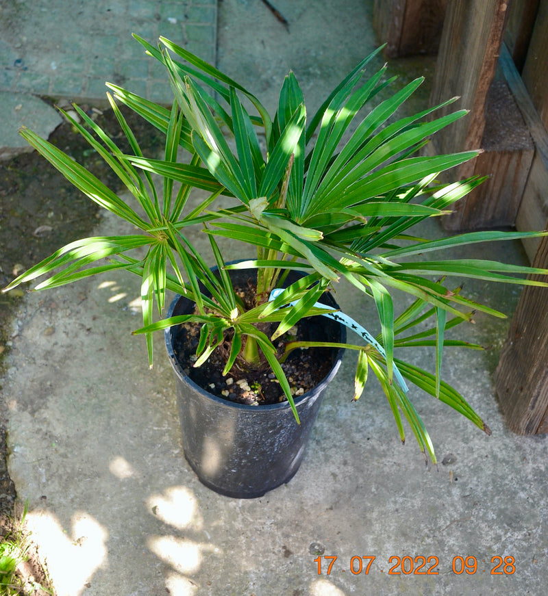 Trachycarpus wagnerianus x fortunei / 50-70 cm