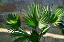 Trachycarpus wagnerianus 50-80 cm (Gesamthöhe inkl. Topf) Stamm 5-10 cm / 5 Lt. Topf / kräftige Pflanzen