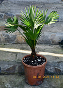Trachycarpus wagnerianus 50-80 cm (Gesamthöhe inkl. Topf) Stamm 5-10 cm / 5 Lt. Topf / kräftige Pflanzen