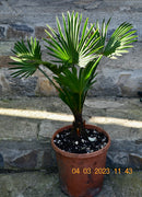 Trachycarpus wagnerianus 50-80 cm (Gesamthöhe inkl. Topf) Stamm 5-10 cm / 5 Lt. Topf / kräftige Pflanzen