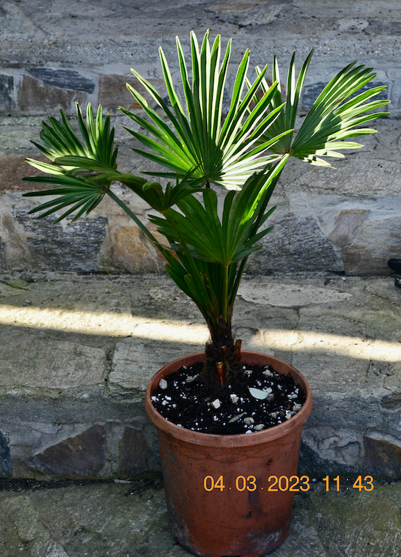 Trachycarpus wagnerianus 50-80 cm - Stamm 5-10 cm / 5 Lt. Topf / kräftige Pflanzen