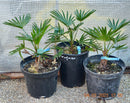 Trachycarpus wagnerianus 30-40 cm (Gesamthöhe inkl. Topf)  mit kleinem Stamm / 3-4 Lt. Topf