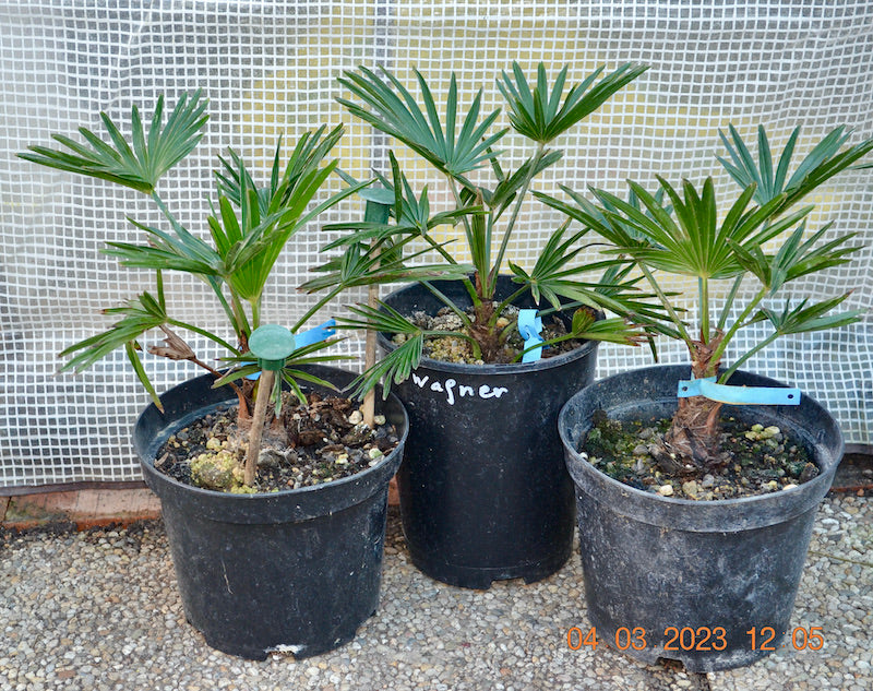 Trachycarpus wagnerianus 30-40 cm mit kleinem Stamm / 3-4 Lt. Topf