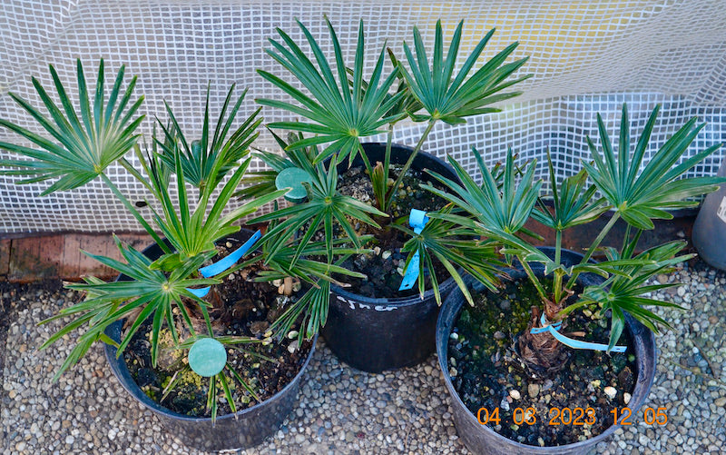 Trachycarpus wagnerianus 30-40 cm mit kleinem Stamm / 3-4 Lt. Topf