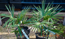 Trachycarpus wagnerianus x fortunei / 50-70 cm (Gesamthöhe inkl. Topf)