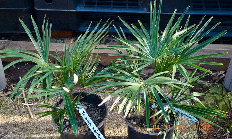 Trachycarpus wagnerianus x fortunei / 50-70 cm