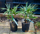 Trachycarpus wagnerianus x fortunei / 50-70 cm (Gesamthöhe inkl. Topf)