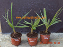 Trithrinax campestris "Blaue Nadelpalme" / 30-40 cm