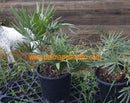 Trithrinax campestris "Blaue Nadelpalme" / 40-60 cm