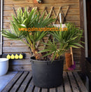 Trithrinax campestris 70-90 cm / 100 cm ∅ / 20 Lt. Topf