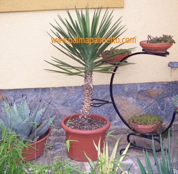 Yucca aloifolia "Spanisches Bajonett" / 40-50 cm