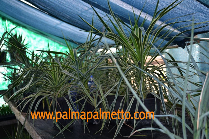 Yucca aloifolia marginata (Golden Spanish Dagger) 50-60 cm