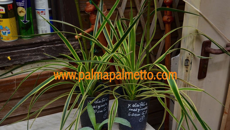 Yucca aloifolia marginata (Golden Spanish Dagger) 50-60 cm