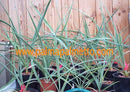 Yucca arizonica / 20-30 cm