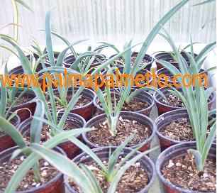 Yucca baccata var.vespertiana / 50-60 cm