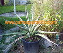 Yucca baccata / 40-50 cm